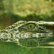 Illustration for article titled Crocs Keep an Eye on You While They Sleep